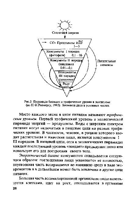 Пирамида биомасс и трофические уровни в экосистеме (по Н.Ф.Реймерсу, 1993). Биомасса дана в условных числах