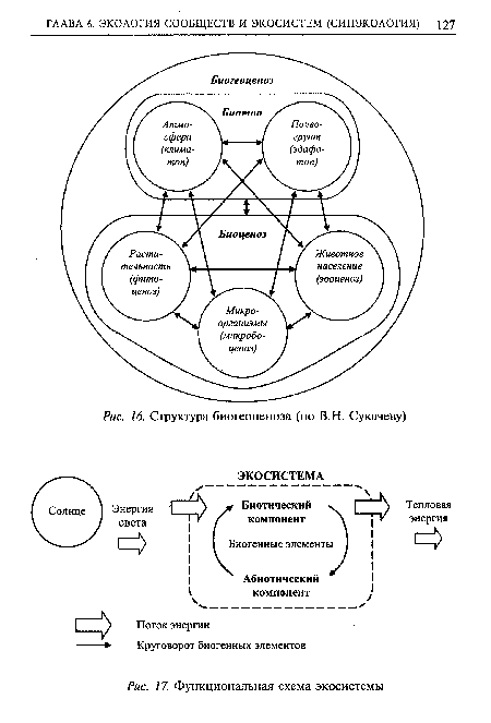 Структура биогеоценоза (по В.Н. Сукачеву)