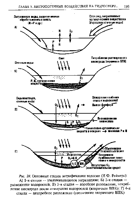 Основные стадии эвтрофикации водоема (Н.Ф. Реймерс)