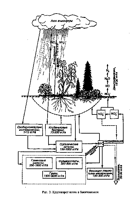 Круговорот азота в биогеоценозе