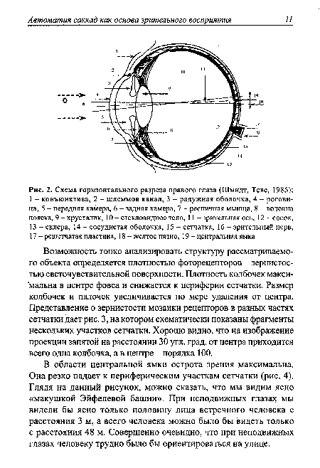 Схема горизонтального разреза правого глаза (Шмидт, Теве, 1985)