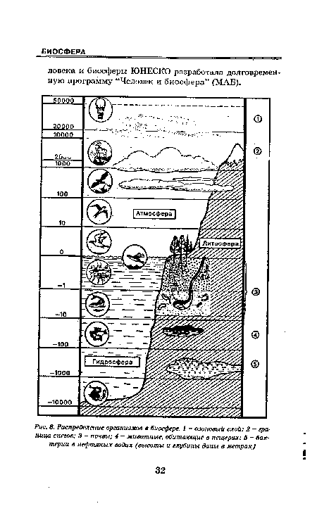 Распределение организмов в биосфере. 1 - озоновый слой; 2 - граница снегов; 3 - почвы; 4 - животные, обитающие в пещерах; 5 - бактерии в нефтяных водах (высоты и глубины даны в метрах)