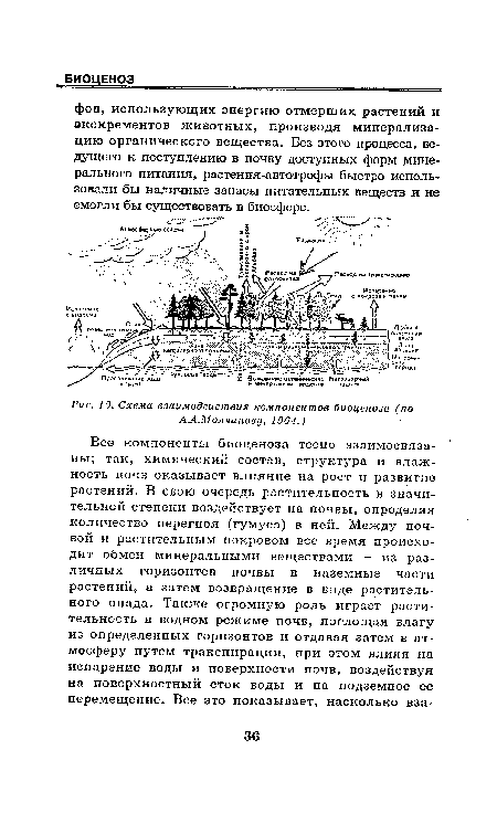 Схема взаимодействия компонентов биоценоза (по АЛ.Молчанову, 1904.)