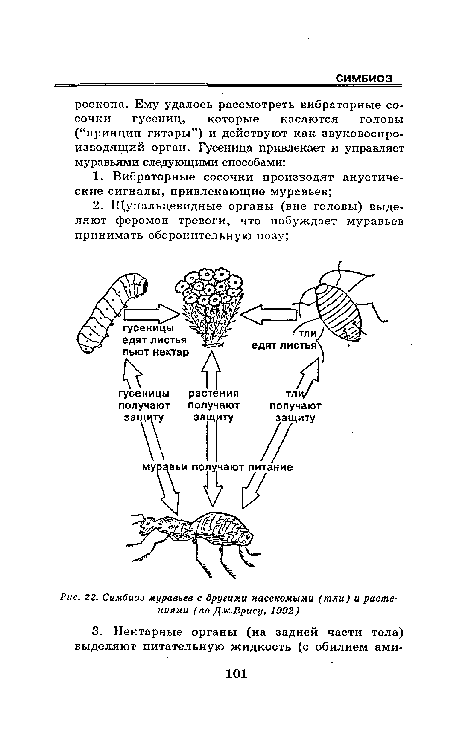 Симбиоз муравьев с другими насекомыми (тли) и растениями (по Дж.Врису, 1992)