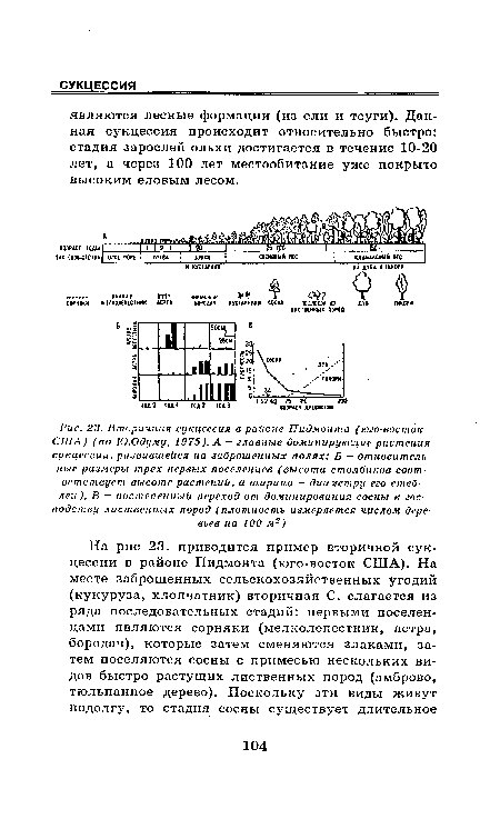 Вторичная сукцессия в районе Пидмонта (юго-восток США) (по Ю.Одуму, 1975). А - главные доминирующие растения сукцессии, развившейся на заброшенных полях