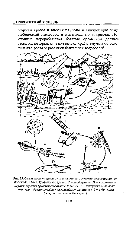Структура пищевой цепи в наземной и морской экосистемах (по Ф.Рамаду, 1981). Трофические уровни