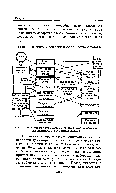 Основные потоки энергии в сообществах тундры (по А.Г.Воронову, 1985; с изменениями)