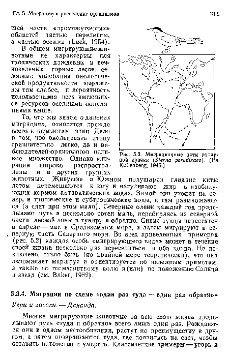 Миграционные пути полярной крачки (Sterna paradisаеа). (Из? Kullenberg, 1946.)