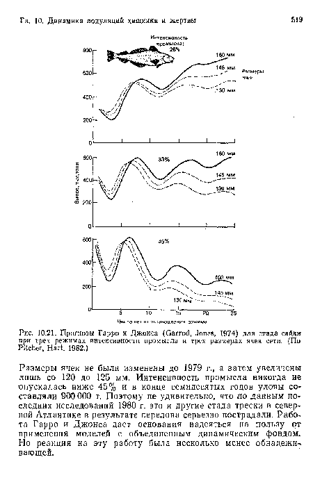 Прогнозы Гарро и Джонса (Garrod, Jones, 1974) для стада сайки при трех режимах интенсивности промысла и трех размерах ячеи сети. (По Pitcher, Hart, 1982.)