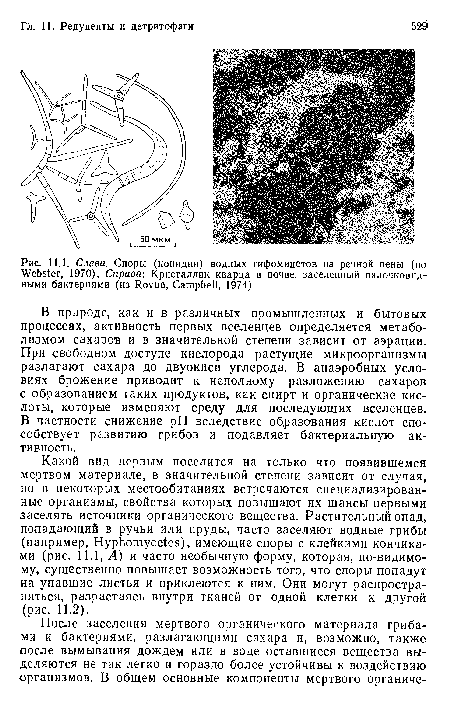 Слева. Споры (конидии) водных гифомицетов из речной пены (по  Vebster, 1970). Справа