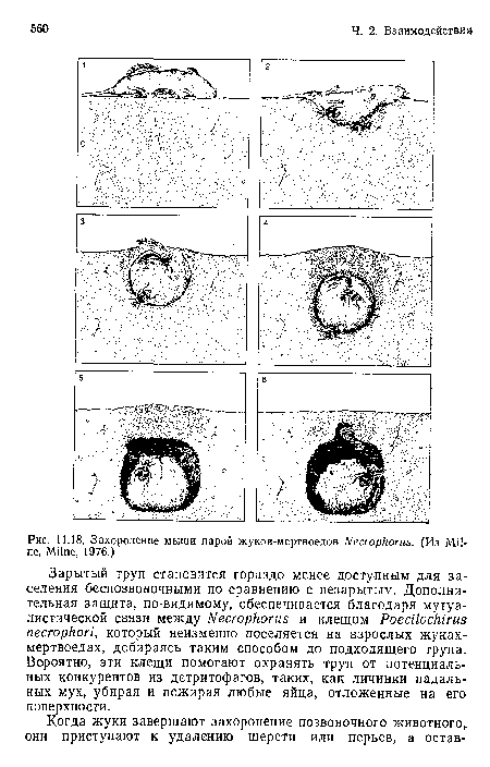 Захоронение мыши парой жуков-мертвоедов Necrophorus. (Из Milne, Milne, 1976.)