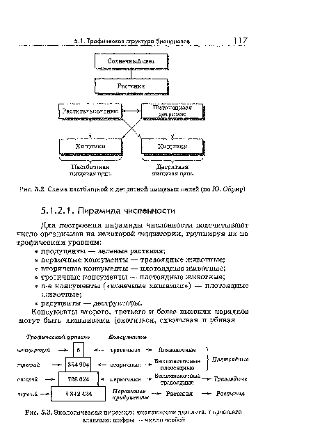 Схема пастбищной и детритной пищевых цепей (по 10. Одуму)