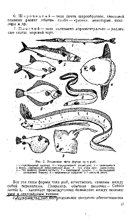 Различные типы формы тела рыб