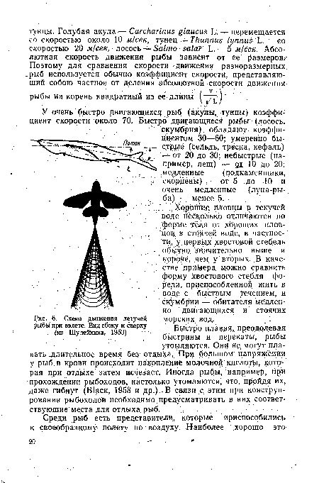Схема движения летучей рыбы при взлете. Вид сбоку и сверху (из Шулейкина, 1953) ,