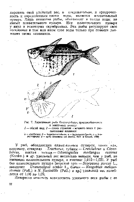 Харациновая рыба Gasteropelecus, приспособившаяся к машущему полету
