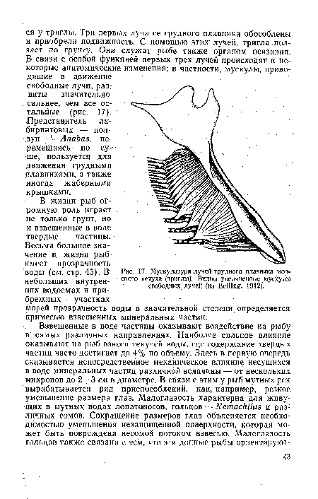 Мускулатура лучей грудного плавника морского петуха (триглы). Видны увеличенные мускулы свободных лучей (из Belling, 1912).