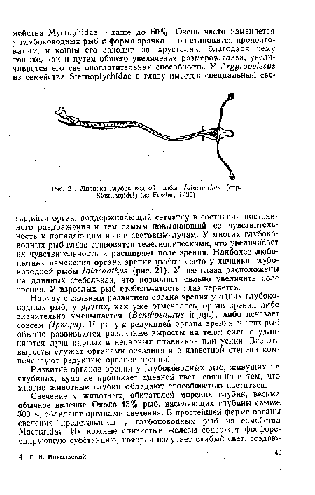 Личинка глубоководной рыбы I diacanthus (отр. Stomiatoidei) (из Fowler, 1936)