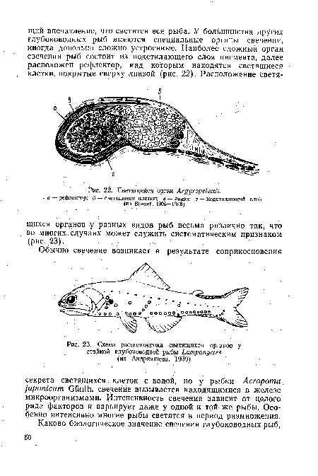 Схема расположения светящихся органов у стайной глубоководной рыбы ЬатрапуЫев (из Андрияшева, 1939)