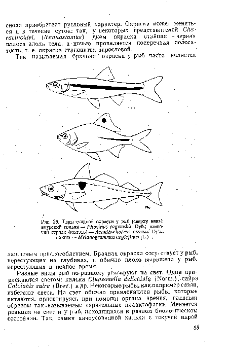 Типы стайной окраски у рыб (сверху вниз)