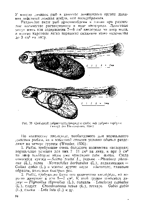 Свободный эмбрион кеты (вверху) и свободный эмбрион горбуши (внизу) (из Никольского, 1954)