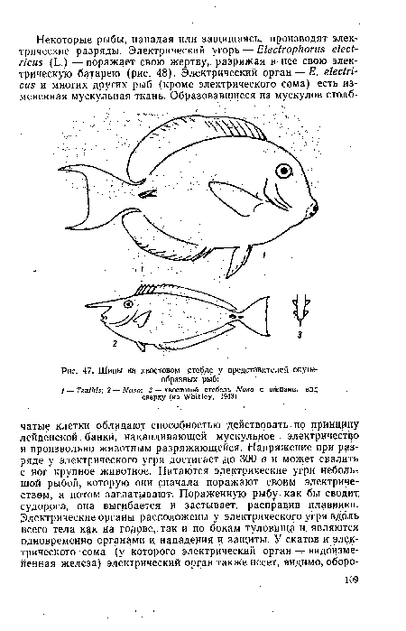 Шипы на хвостовом стебле у представителей окунеобразных рыб