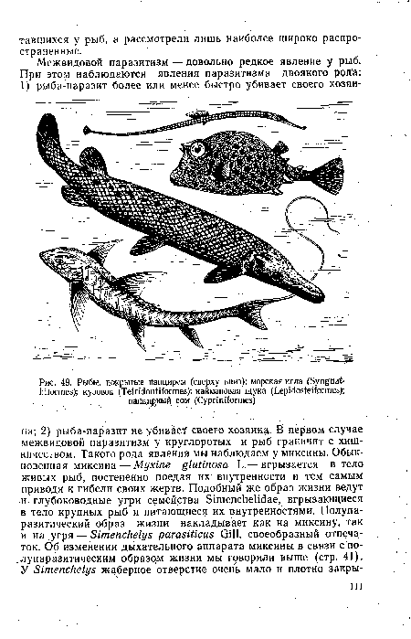 Рыбы, покрытые панцирем (сверху вниз)