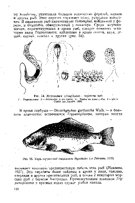 Жгутиковые (Flagellata) — паразиты рыб