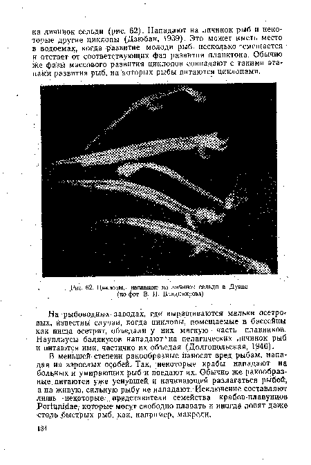 Циклопы,, напавшие на личинок сельди в Дунае (по фот. В. И. Владимирова)