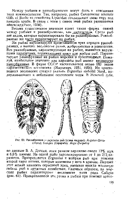 Ракообразные — паразиты рыб (слева направо)