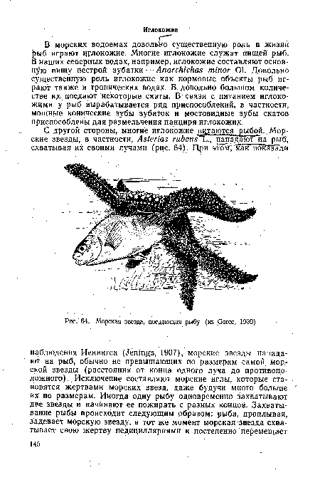 Морская звезда, поедающая рыбу (из Gorce, 1939)