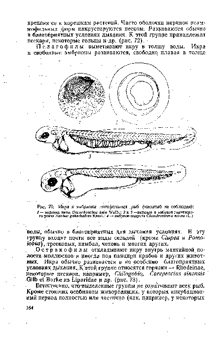 Икра и эмбрионы литофильных рыб (масштаб не соблюден)