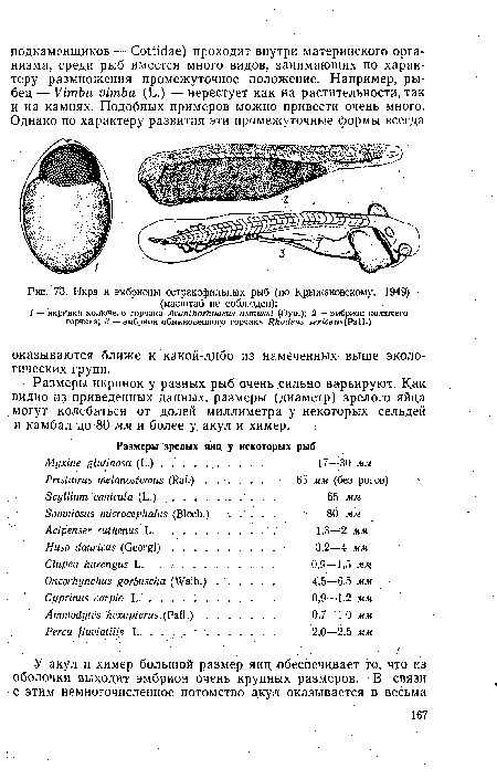 Икра и эмбрионы остракофильных рыб (по Крыжановскому, 1949) -(масштаб не соблюден)