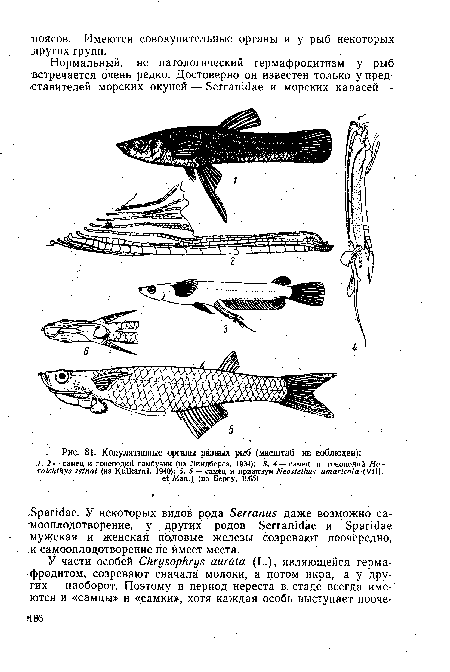 Копулятивные органы разных рыб (масштаб не соблюден)