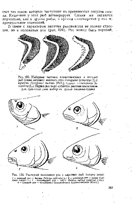 Жаберные тычинки планктоноядных и хищных рыб (слево направо)