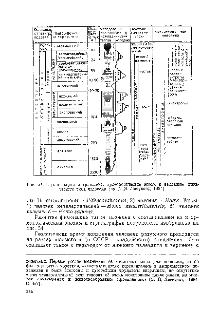 Стратиграфия антропогена, археологические эпохи  и эволюция физического типа человека (по Г. И. Лазукову, 1981)
