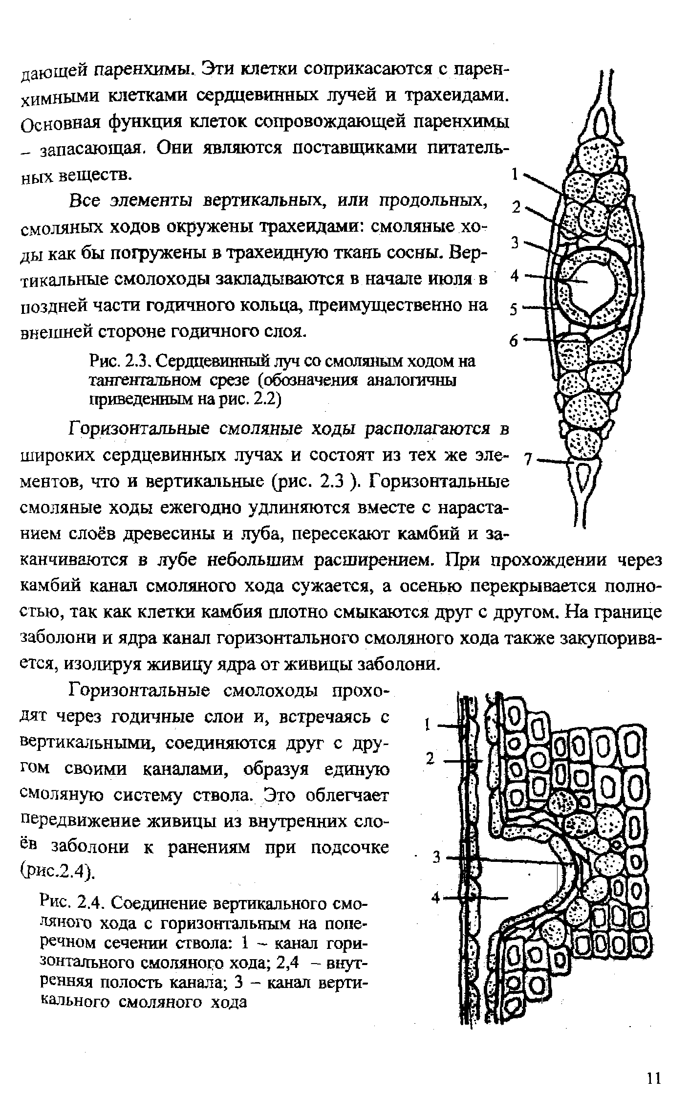 Продольный разрез вертикального смоляного хода:. Смоляной ход на поперечном и продольном срезе. Смоляные ходы на тангентальном срезе. Сердцевинный Луч со смоляным ходом на тангентальном срезе.