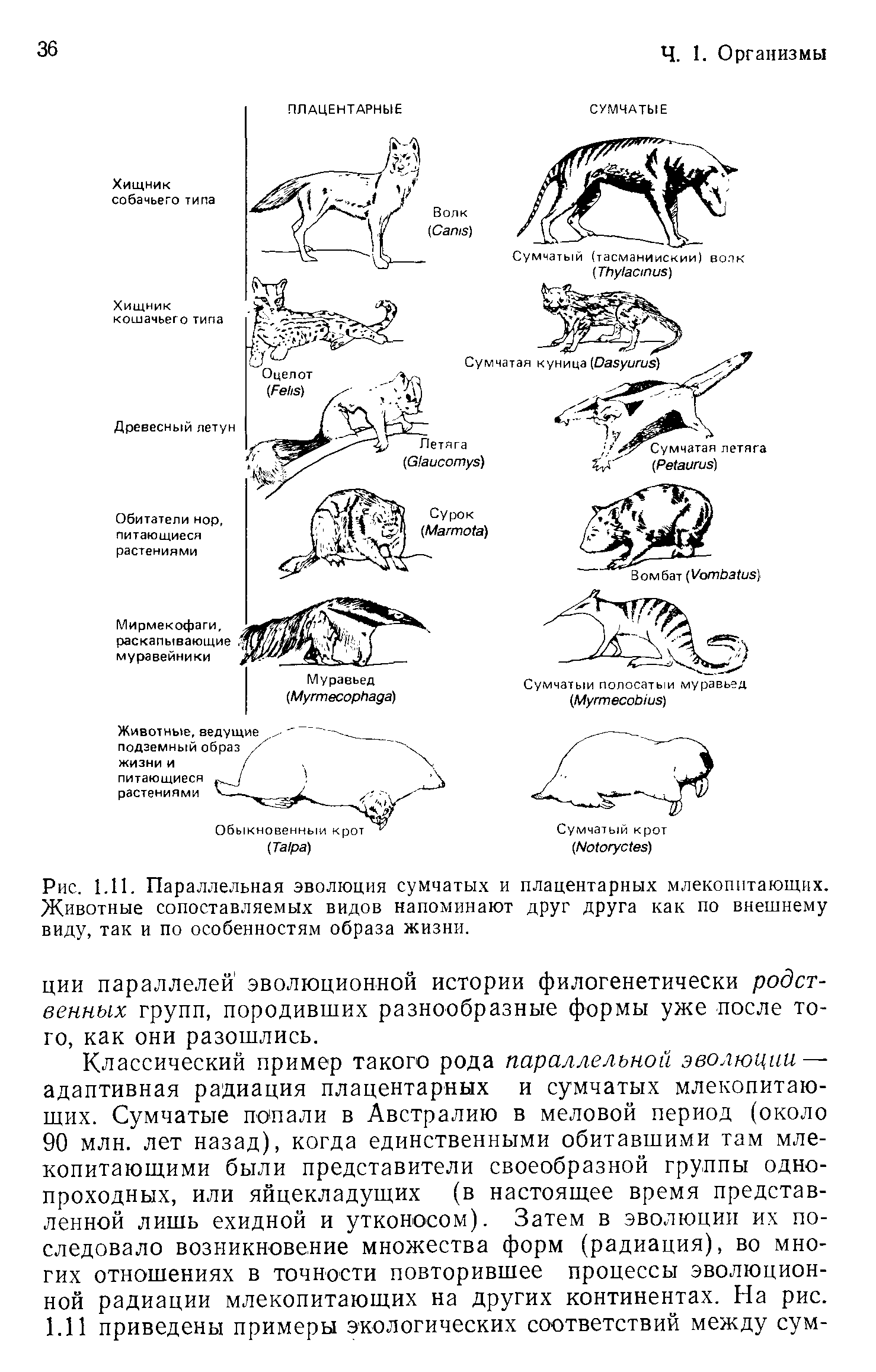 Параллельная эволюция