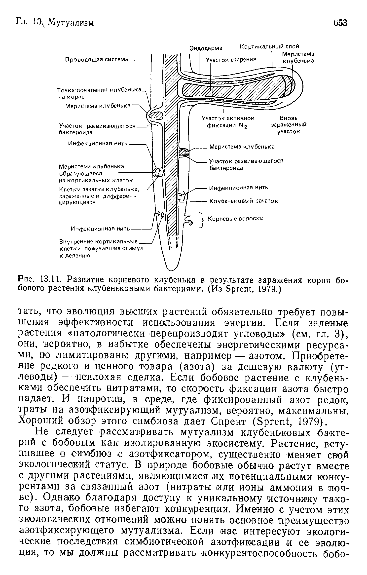 На рисунке изображен корень бобового растения с клубеньками образующимися за счет жизнедеятельности