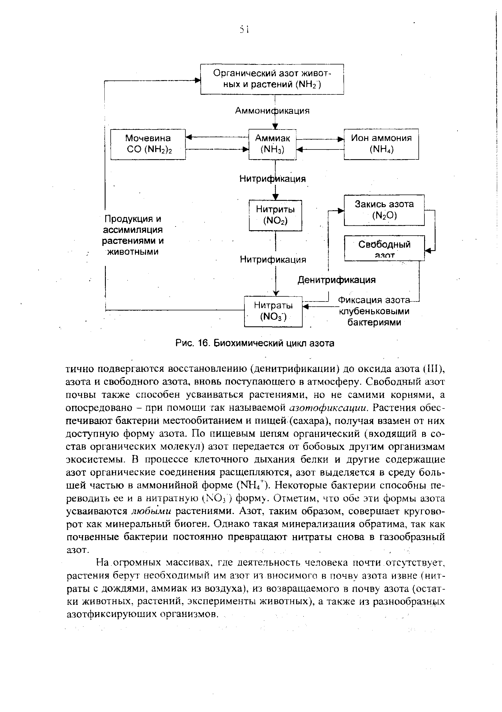 Биохимический цикл азота схема