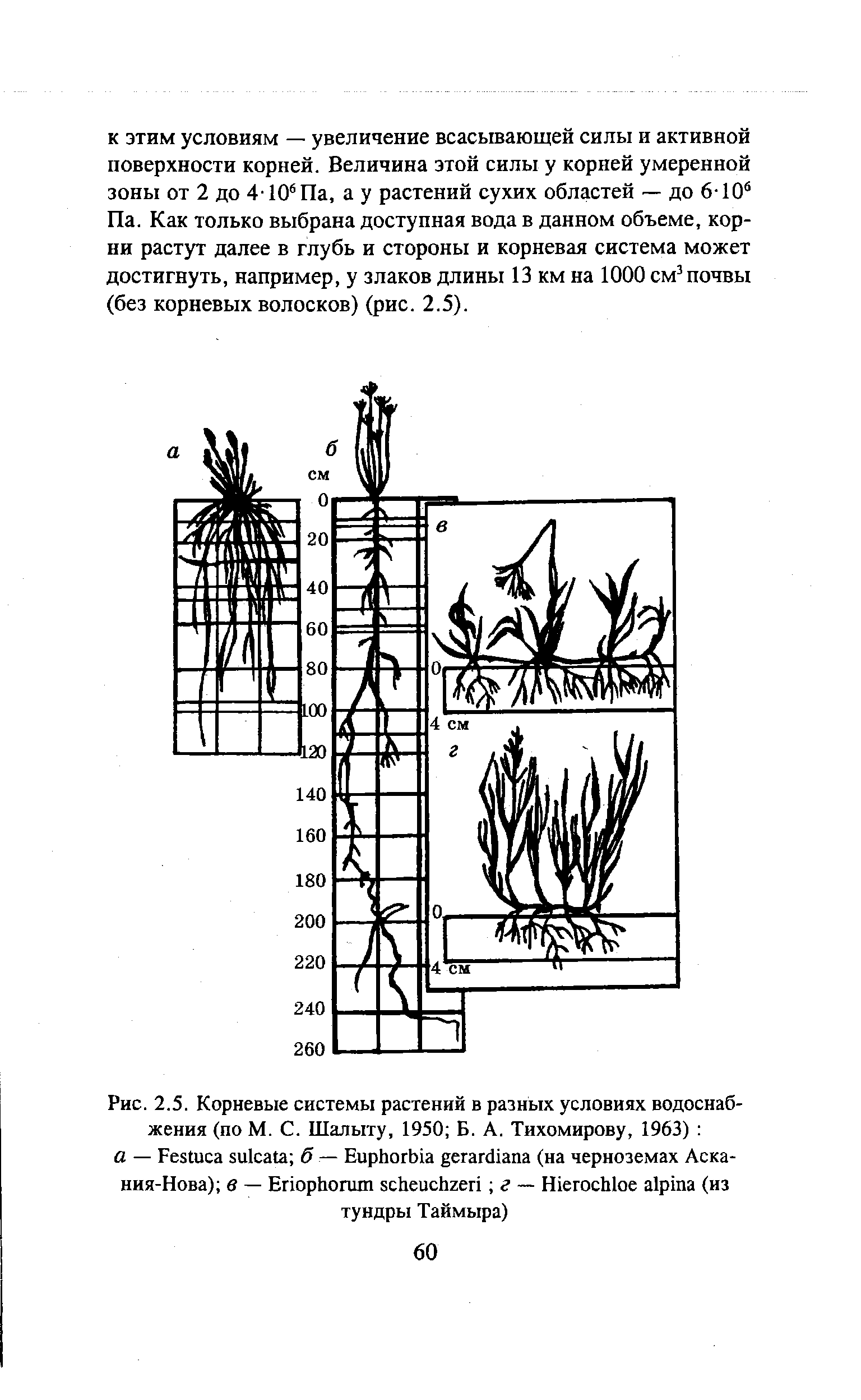 Величина корень. Корневые системы в различных экологических условиях. Корневых систем растений в различных экологических условиях.. Примеры корневых систем растений в различных экологических условиях.. Корневая система растений тундры.