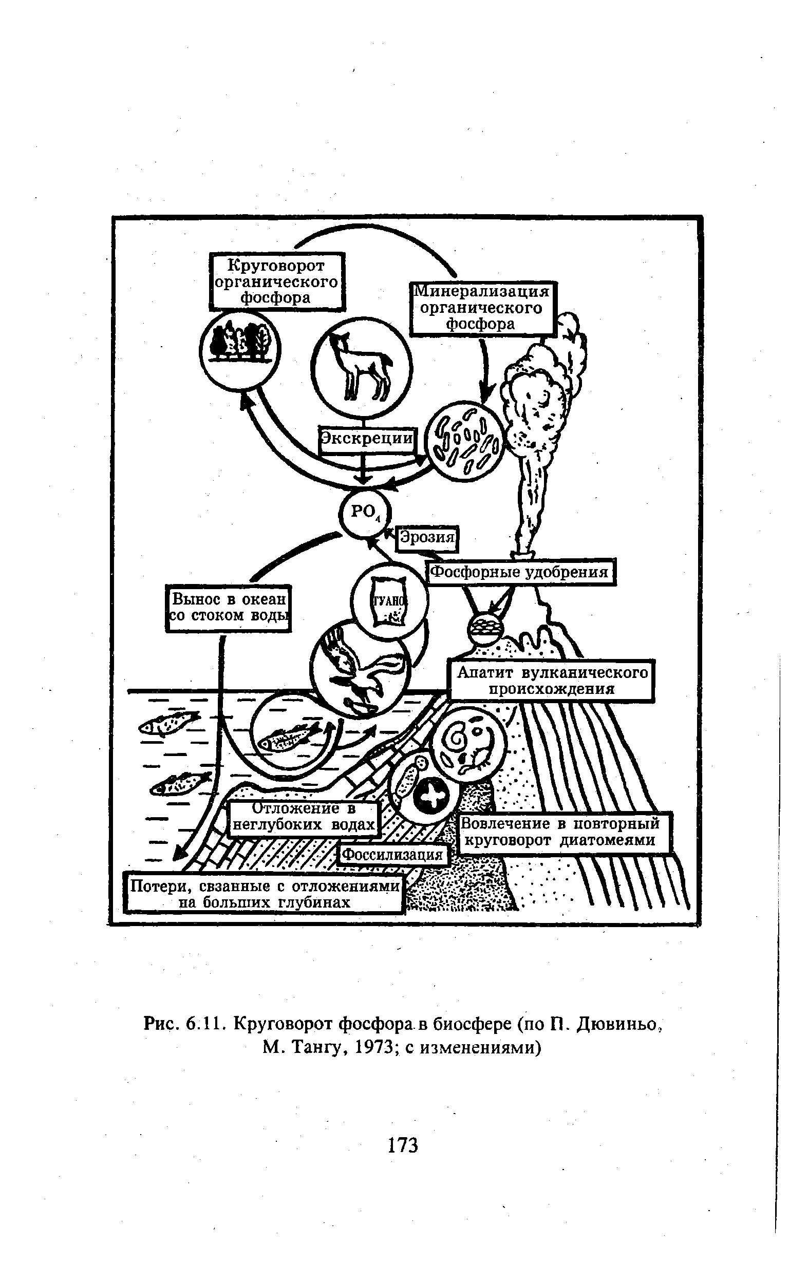 Схема биогеохимического цикла фосфора