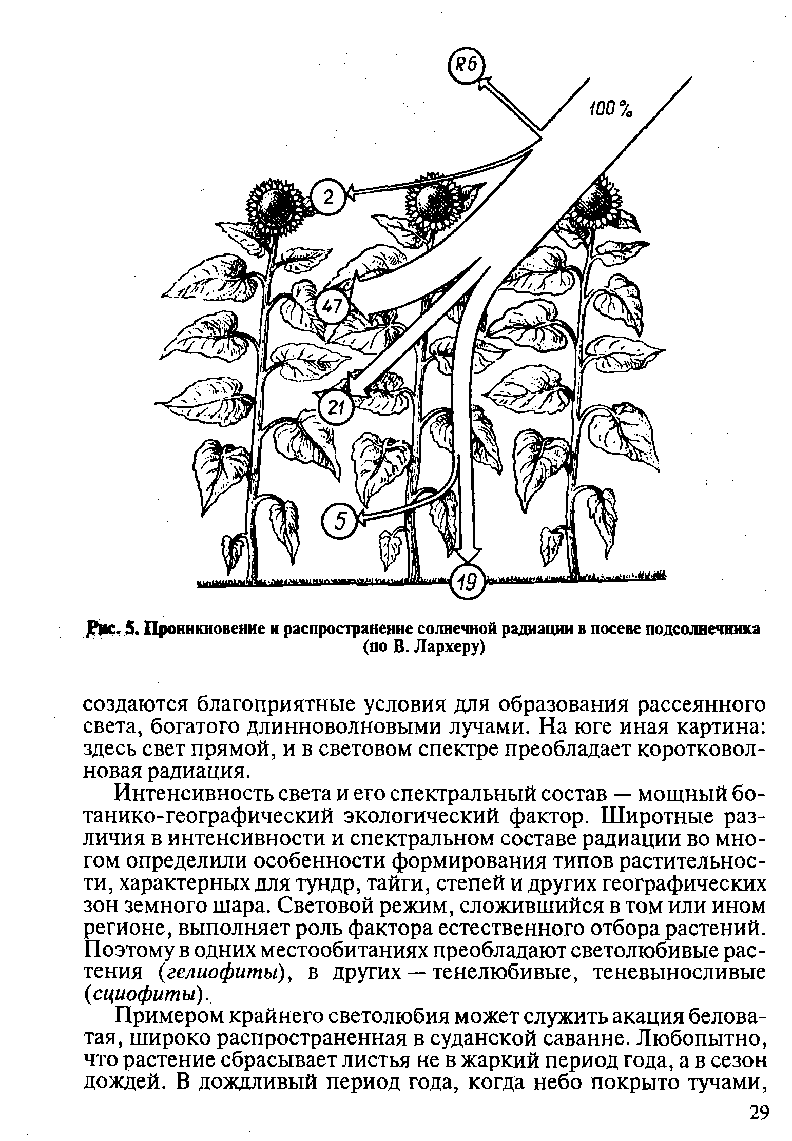 Рассмотри рисунок выбери из списка 3 признака характерных для изображенного растения параллельное