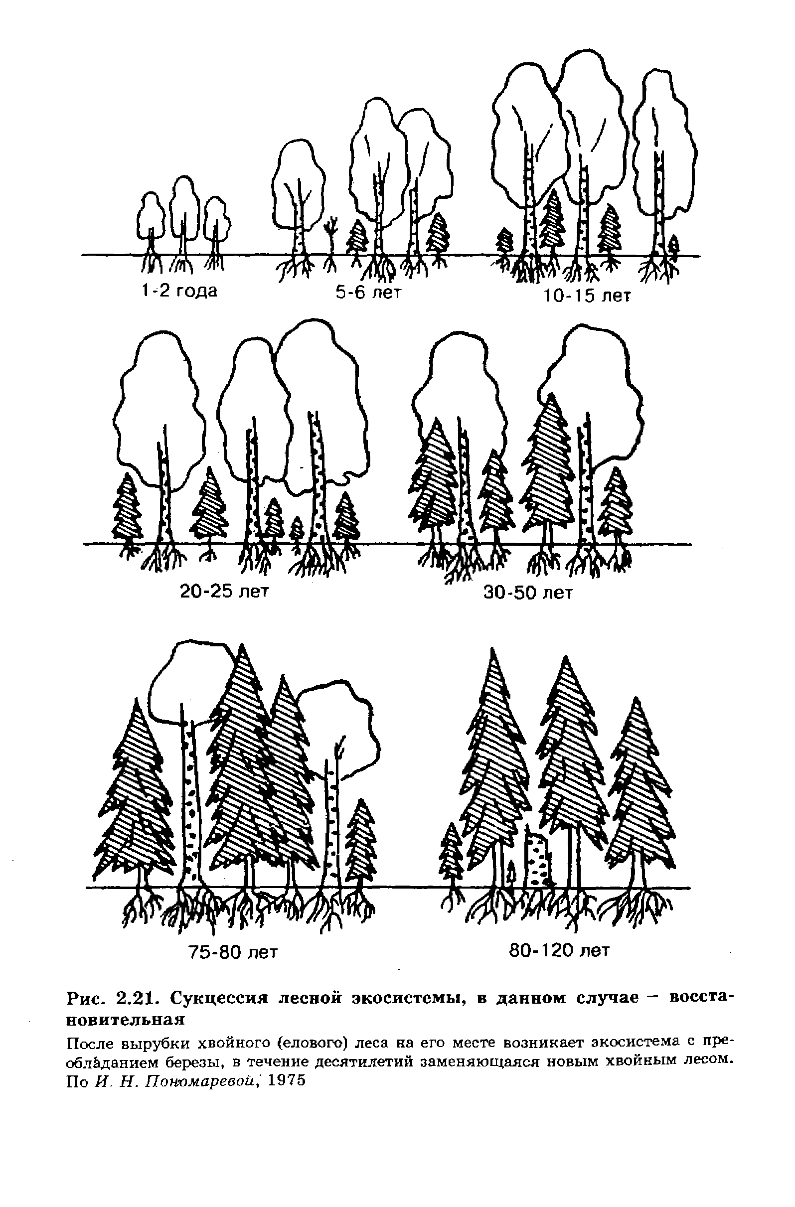 Сукцессия хвойного леса