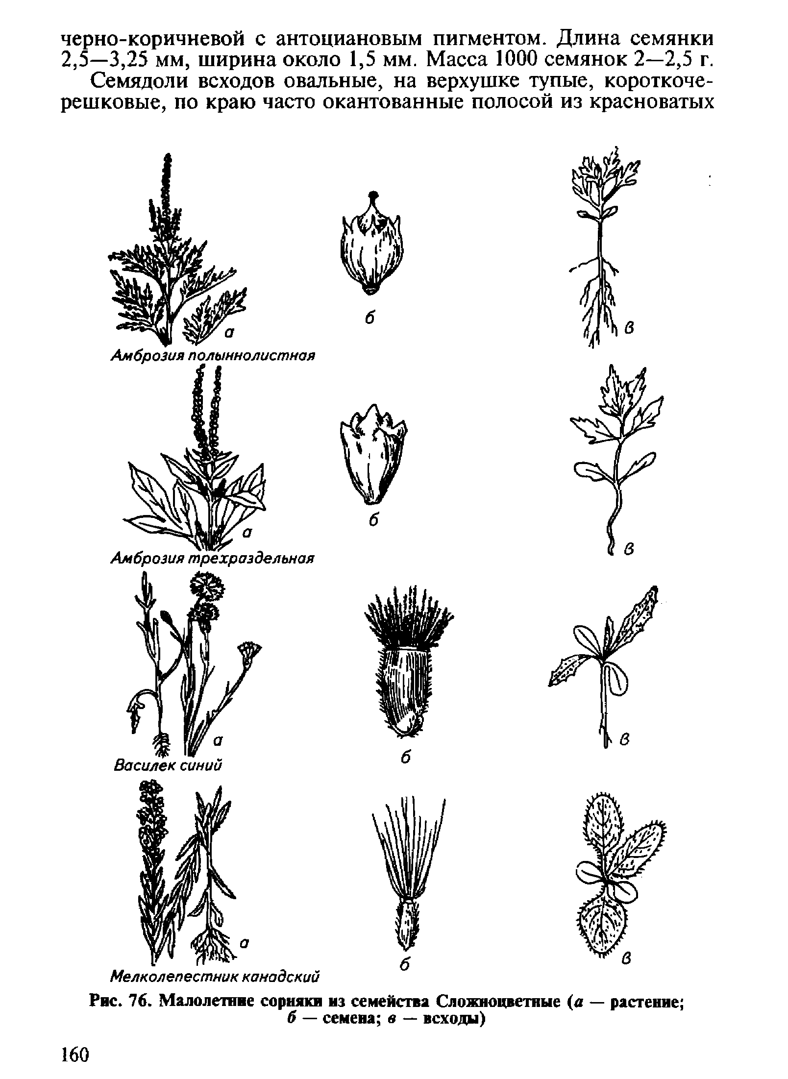 Семена сорных растений семейства сложноцветных
