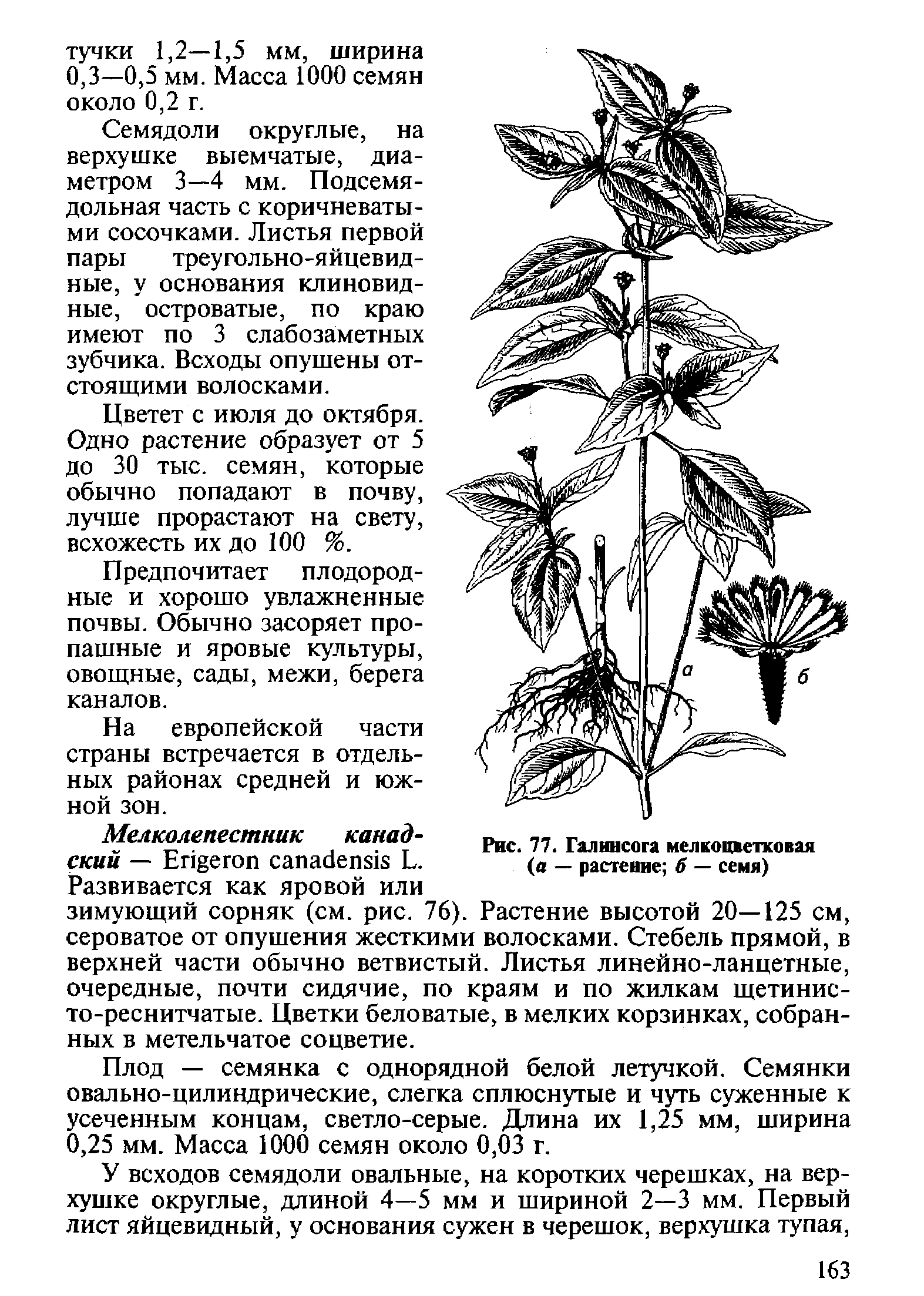 К какому классу относят растение лист которого показан на рисунке 1