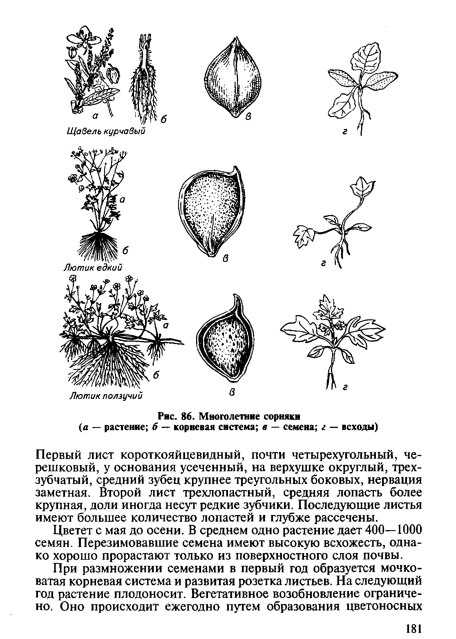 Диаграмма цветка лютика едкого