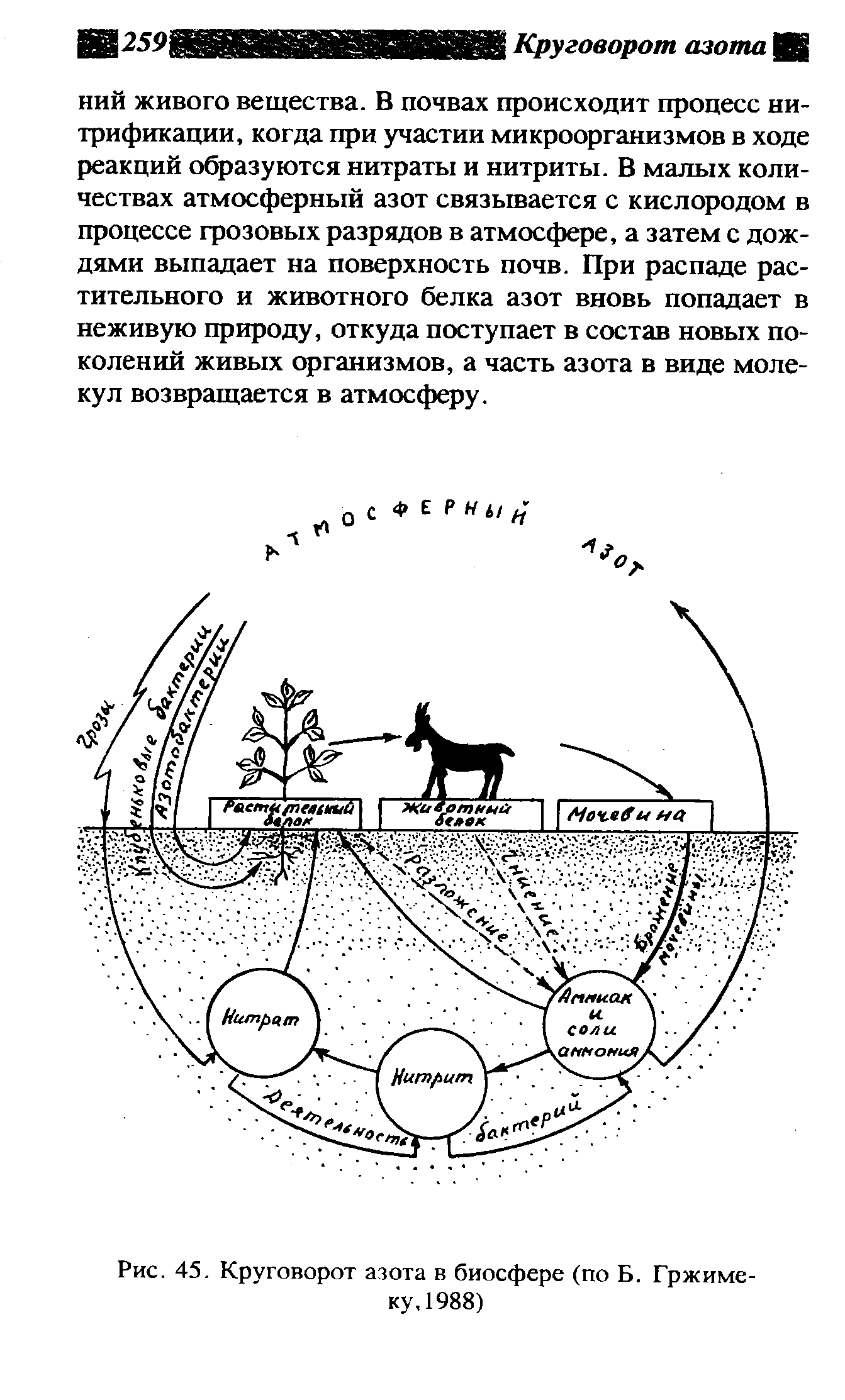 Круговорот азота в биосфере схема и пояснения