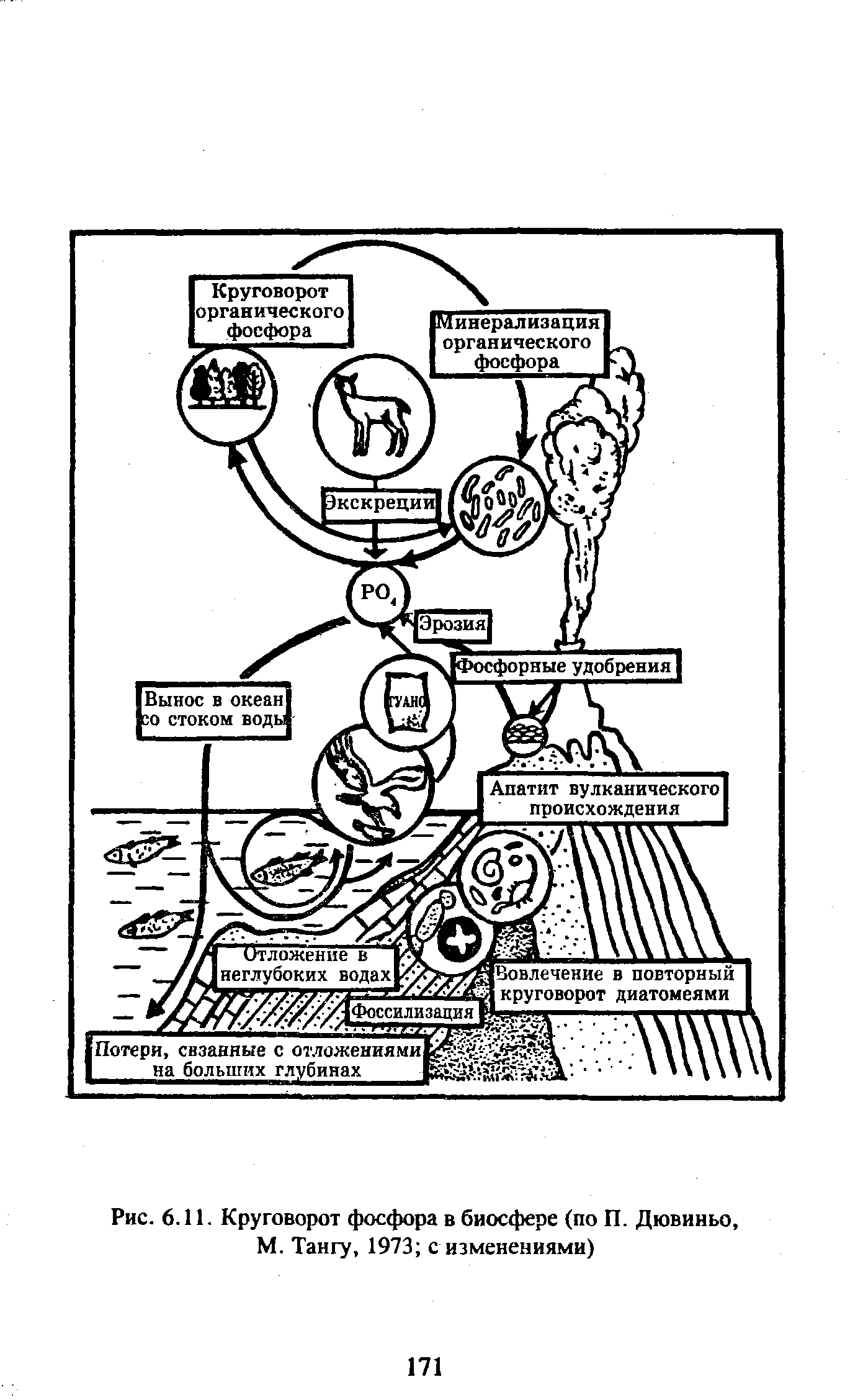 Круговорот фосфора в биосфере рисунок