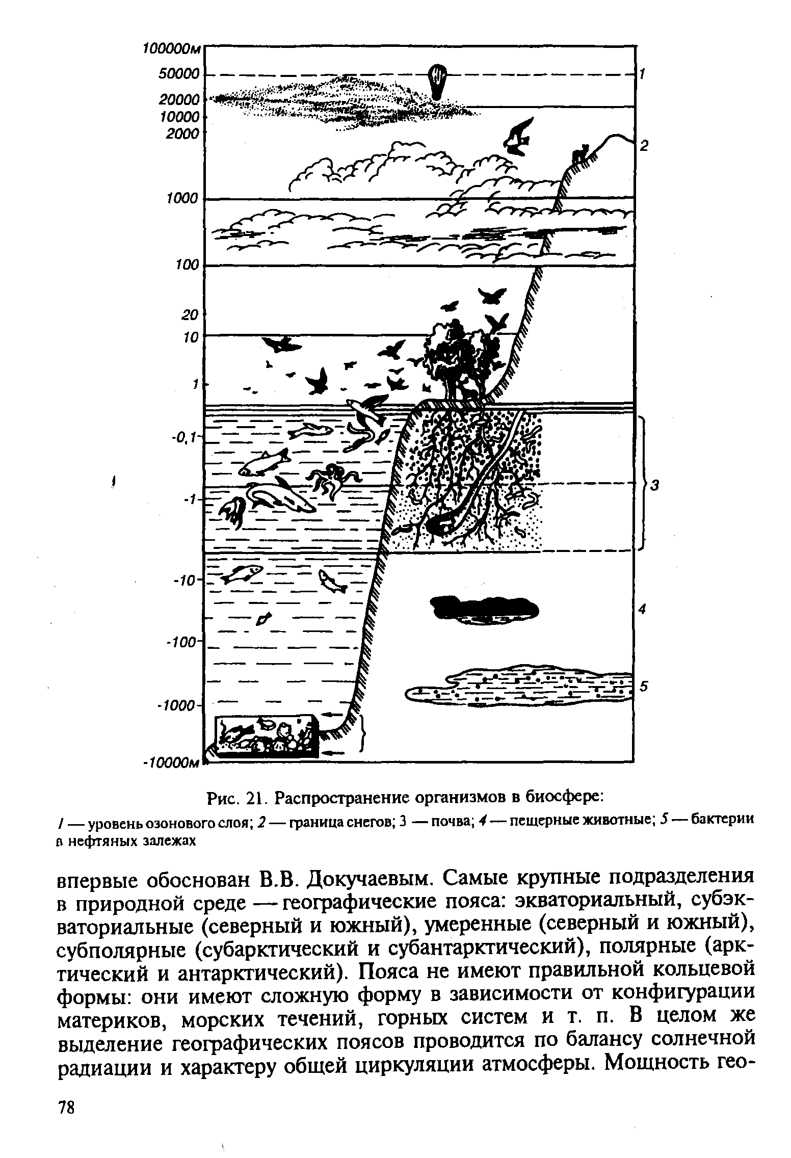 Распространение организмов в биосфере. Распределение организмов в биосфере. Распределение организмов в биосфере рисунок. Рис распространения организмов в биосфере.