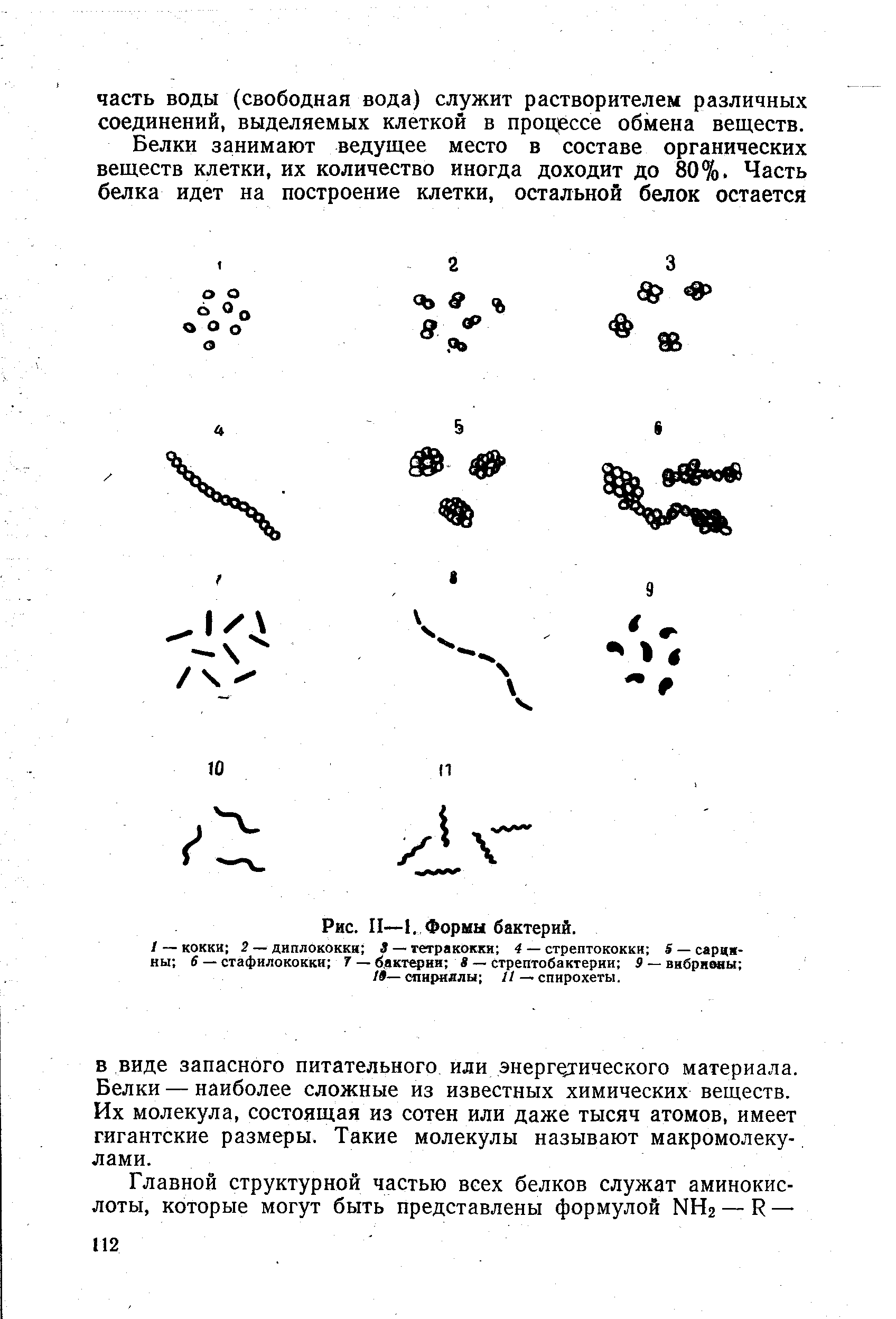 Коккобациллы что это. Формы бактерий. Морфология микробов.